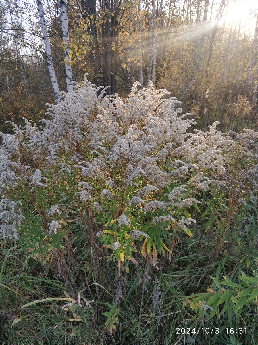 Сорняк- золотарник.