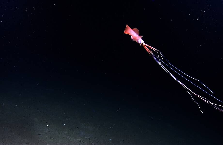    Фото: wikipedia.org