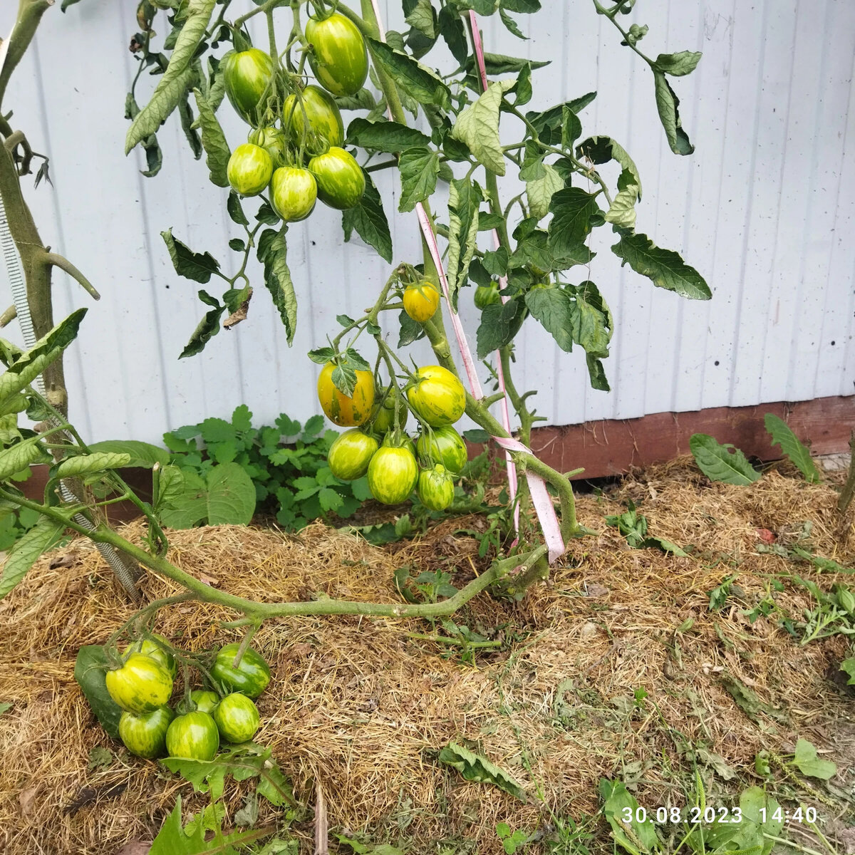 корень рассады без первых двух кистей