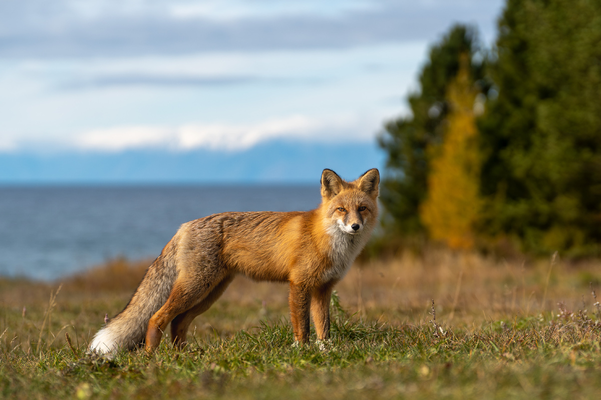 Листайте галерею вправо, чтобы увидеть все фото в подборке от Лубсана Чаг