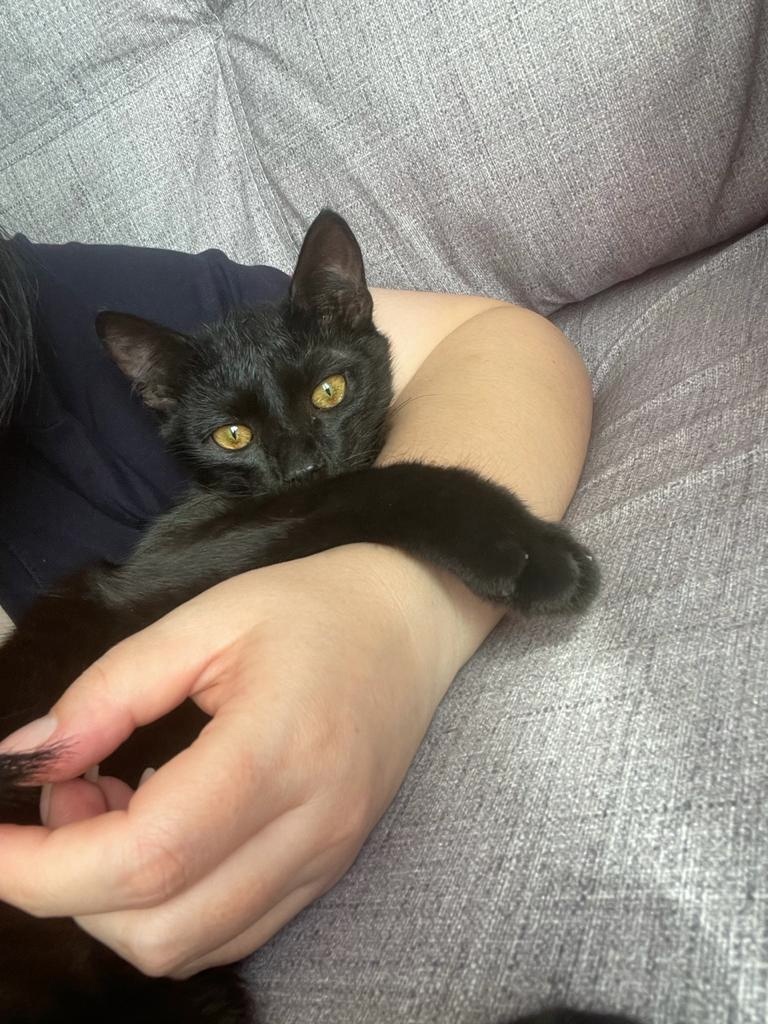 Вот такого мы пристраивали