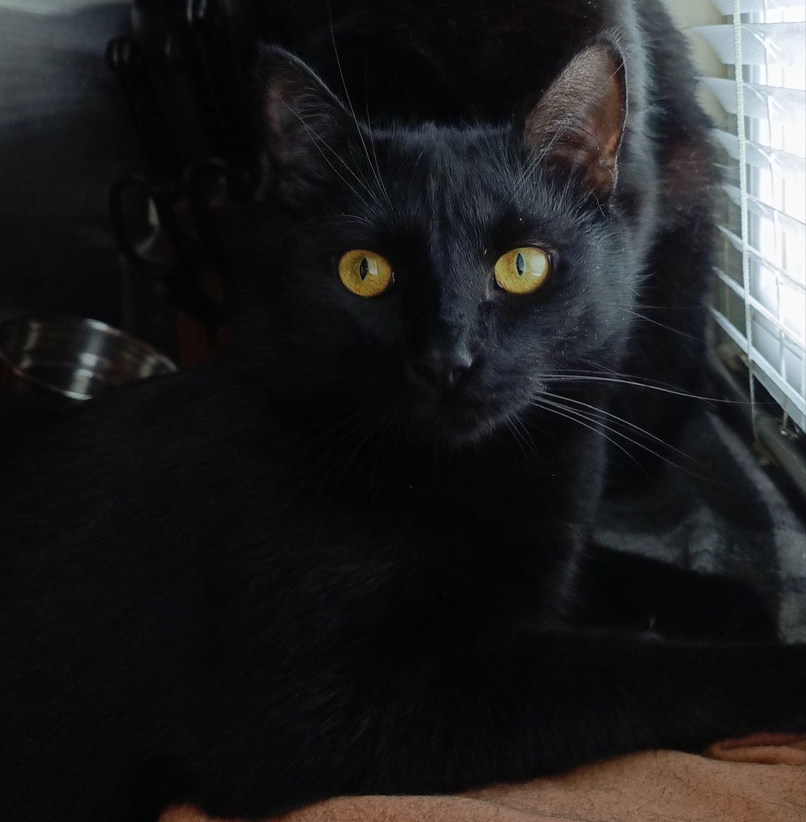 Из особых примет только жёлтые глаза