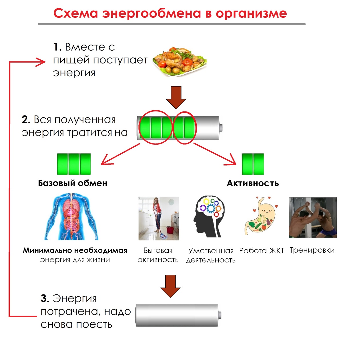 Упрощенная схема энергообмена в нашем организме