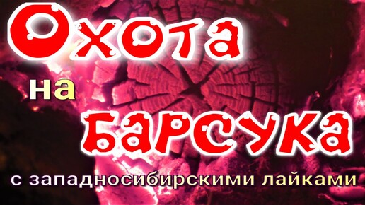 Охота на барсука с западносибирскими лайками ночую в тайге с приключениями медведь караулил пол ночи