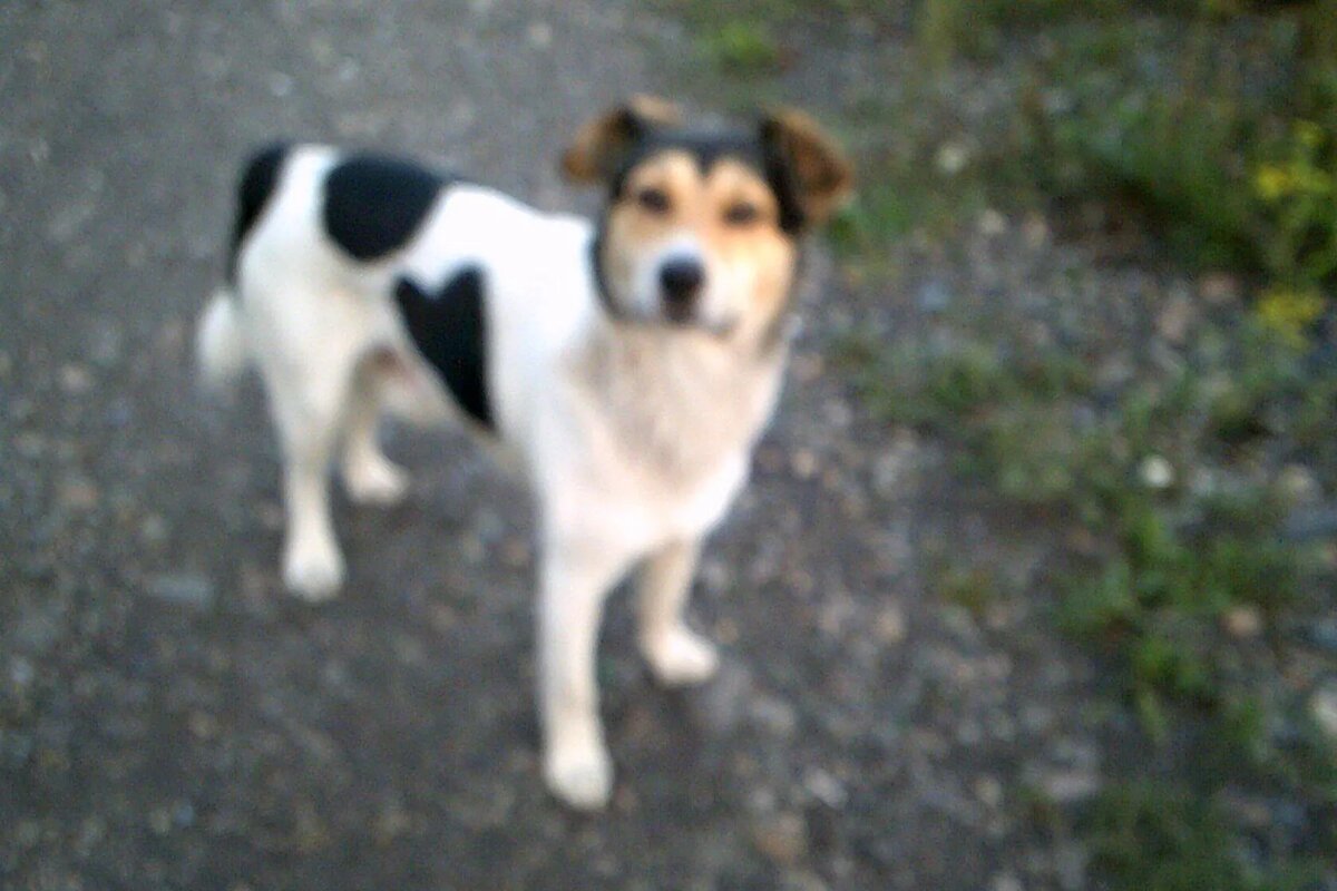 С какой надеждой смотрит милый барбос...