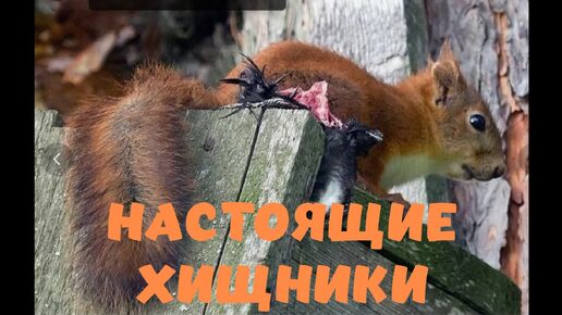 4к НАСТОЯЩИЕ ХИЩНИКИ #центрприроды #животные #белка #природа #лес #деревья #отдых