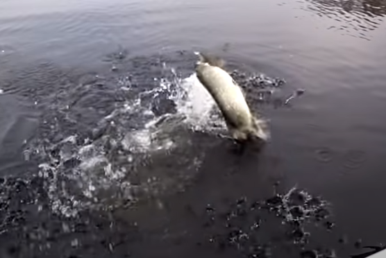 Щука вырывается из воды на фоне осеннего пейзажа с золотыми листьями, рыбак с удочкой пытается поймать трофейную щуку, динамичная сцена осенней рыбалки.