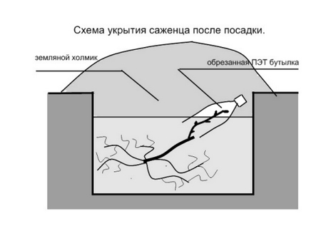 Рисунок из брошюры "Как правильно посадить виноград"