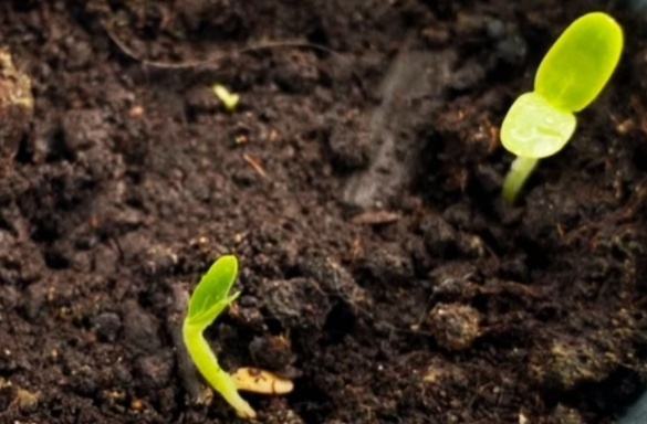 Всходы огурдыни