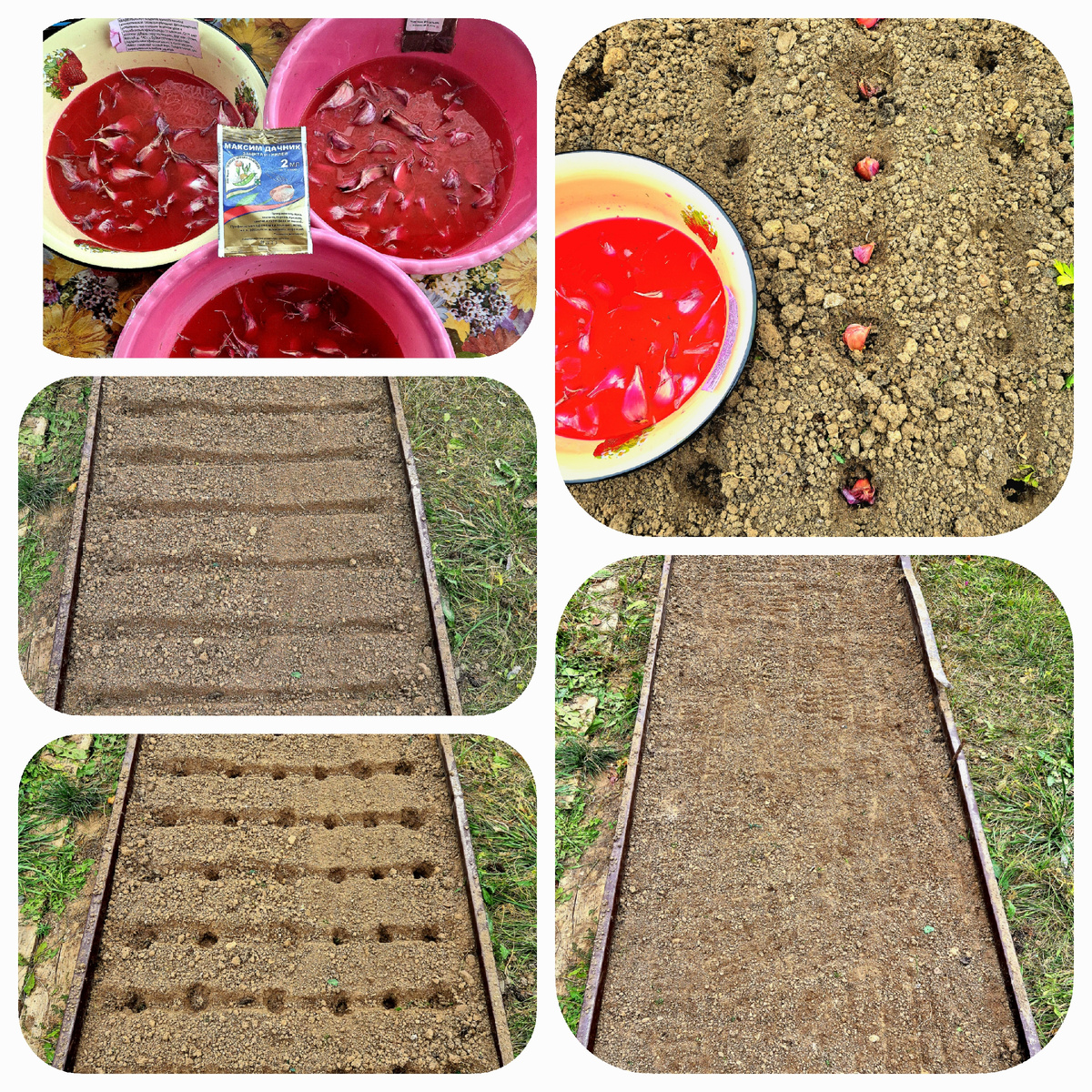 Этапы посадки озимого чеснока