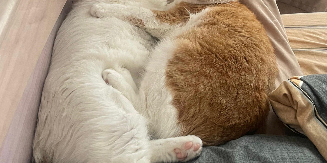 Сначала хозяева уехали в отпуск, а потом привели в дом ещё одну кошку. Новые приключения известной котопары