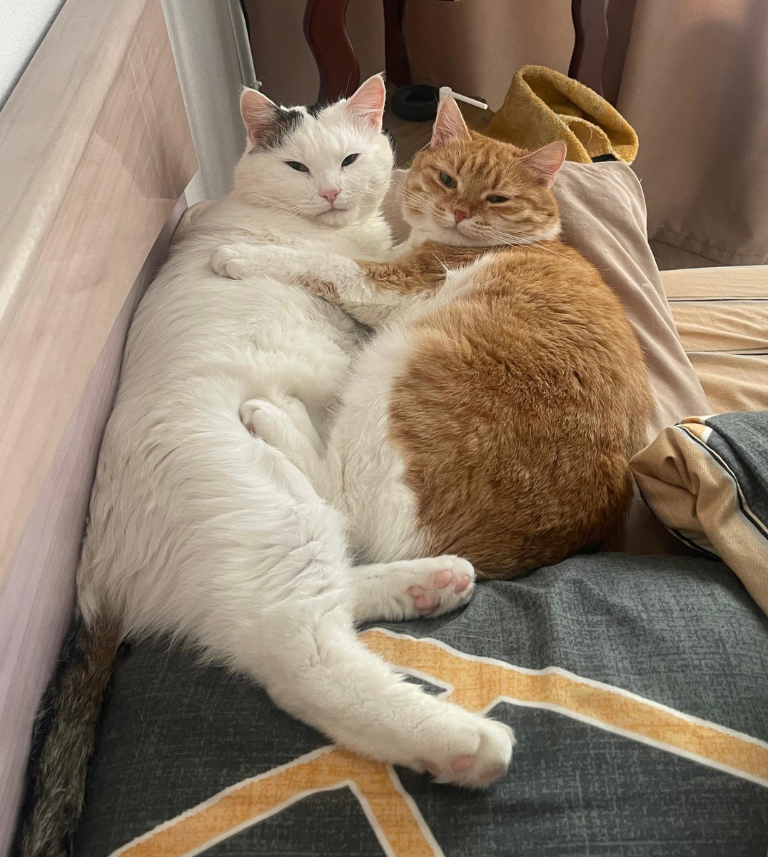 Ну как можно было разлучать такую пару)