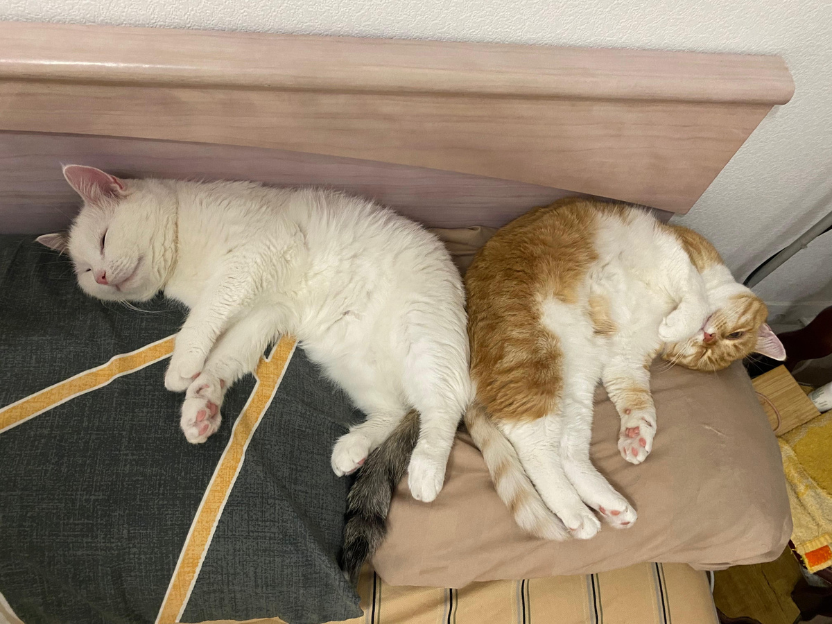 И каждому своя подушечка