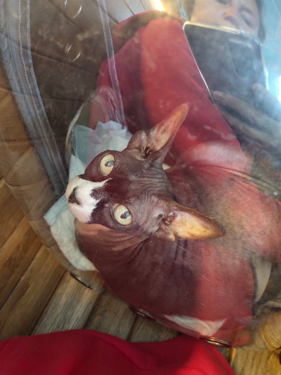 Везём кошку в переноске 