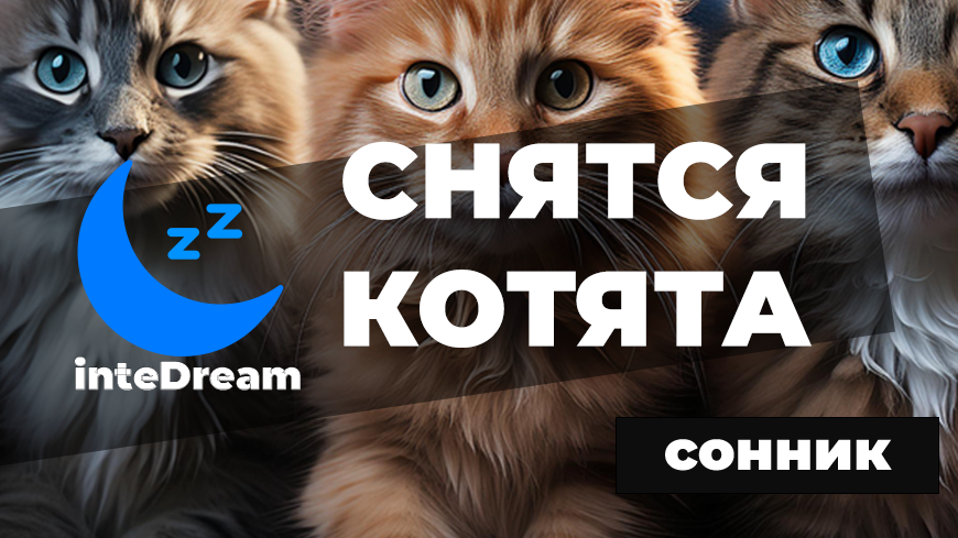 Интерпретация снов про котят подходит как для мужчин, так и для женщин