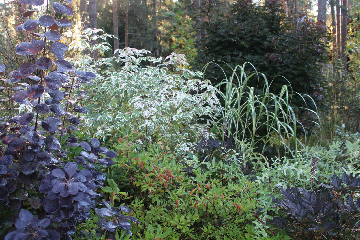 Просто наш сад в октябре. Для красоты))