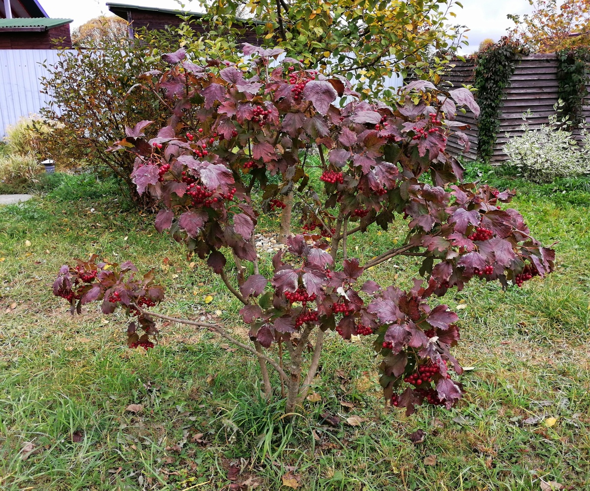 Весной это ещё и красивые корзинки-соцветия, направленные в эту сторону.