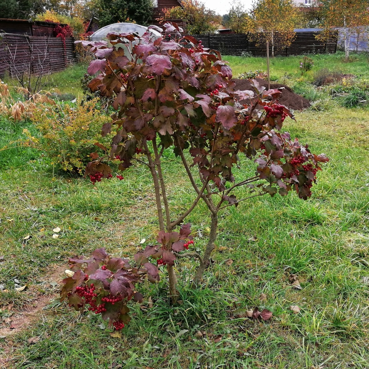 Я запланировала качели как раз у забора соседа (по правую сторону от меня, фотографирующей калину), чтобы возвращаясь от них к дому, можно было чаще видеть предыдущую картинку, а не эту. От качелей до калины будет разбит миксбордер. 