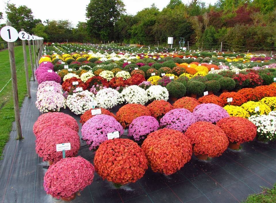 фото из интернета https://rastenievod.com/hrizantema-multiflora.html