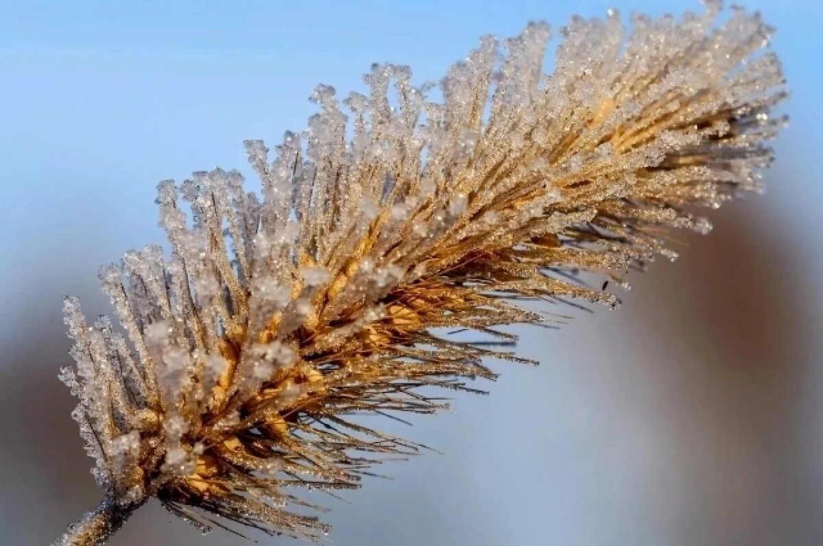    Алтайский фотограф-натуралист сделала удивительные кадры из микромира осеннего утра.