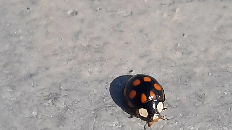     Божья коровка. altapress.ru