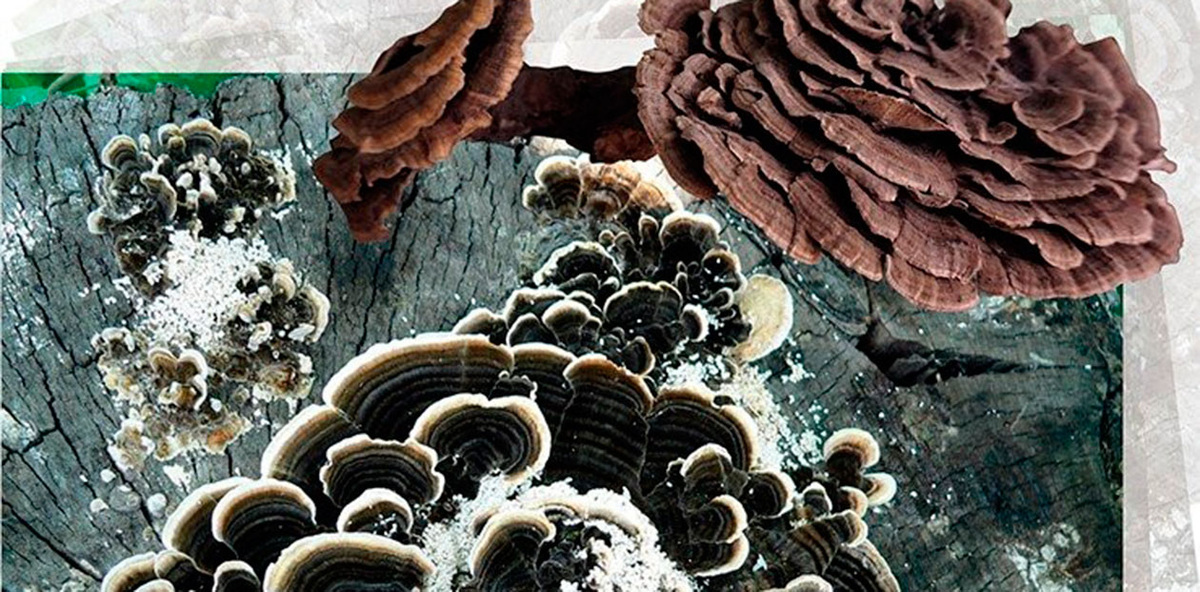 Несъедобный трутовик разноцветный (Trametes versicolor) обладает противоопухолевыми и противовирусными свойствами