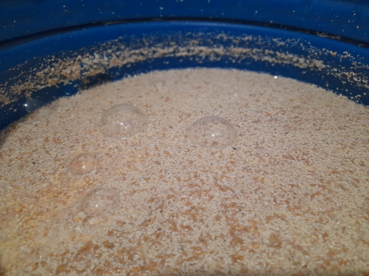 Фото автора. Зерновая брага на Кодзи.