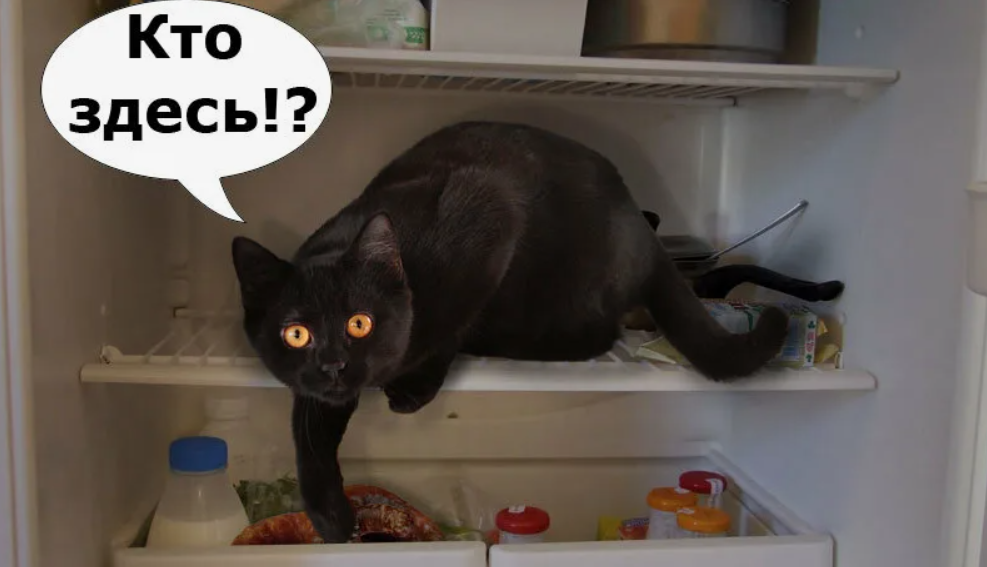 Котики всегда ко всему подходят) 