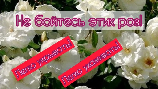 Не бойтесь этих роз! Легко укрывать, легко ухаживать!