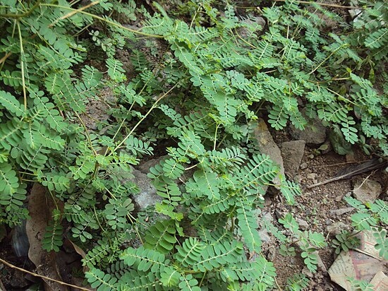 Phyllanthus amarus это трава, которая растёт практически везде в Азии, буквально сорняк, под ногами.