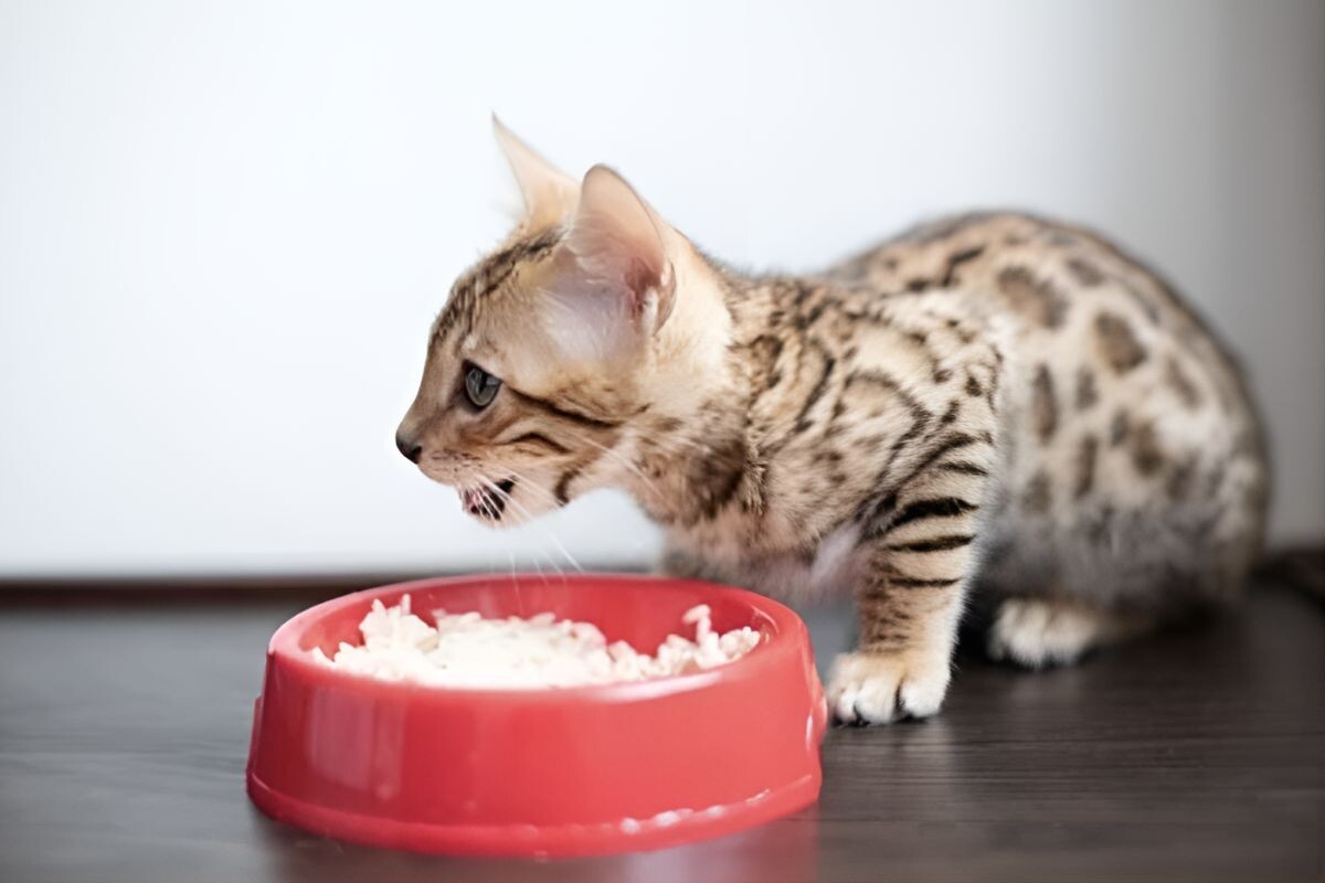 Котёнок ест рис 