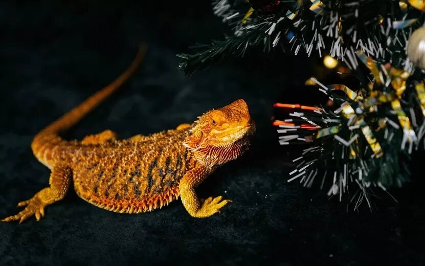    Гороскоп на неделю: с 7 по 13 октября Скорпионы могут раскрыть новые возможности, а Рыбам следует прислушаться к интуиции