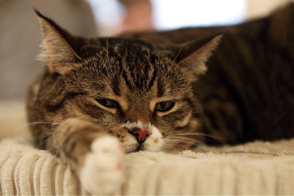 Ленивый кот 