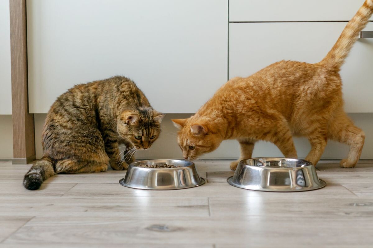 Пищевое поведение кошек 