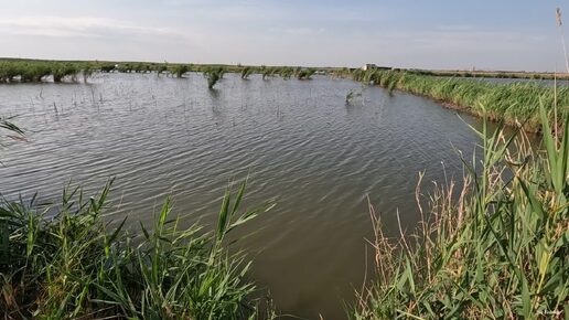 В этих камышах много амура и сазана, рыбалка на удочку