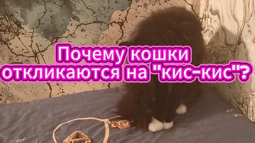 Вот почему кошки откликаются на кис-кис