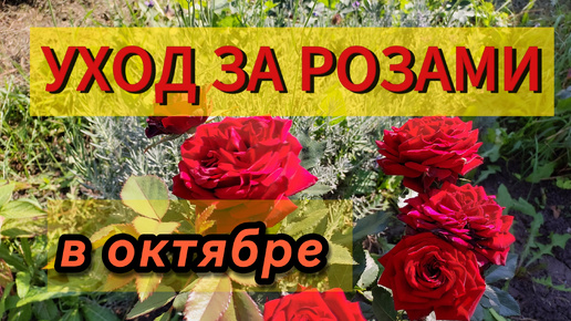 Tải video: Уход за Розами в Октябре..🌹Обрезка, подкормка, обработки и подготовка к зиме..О самом важном..