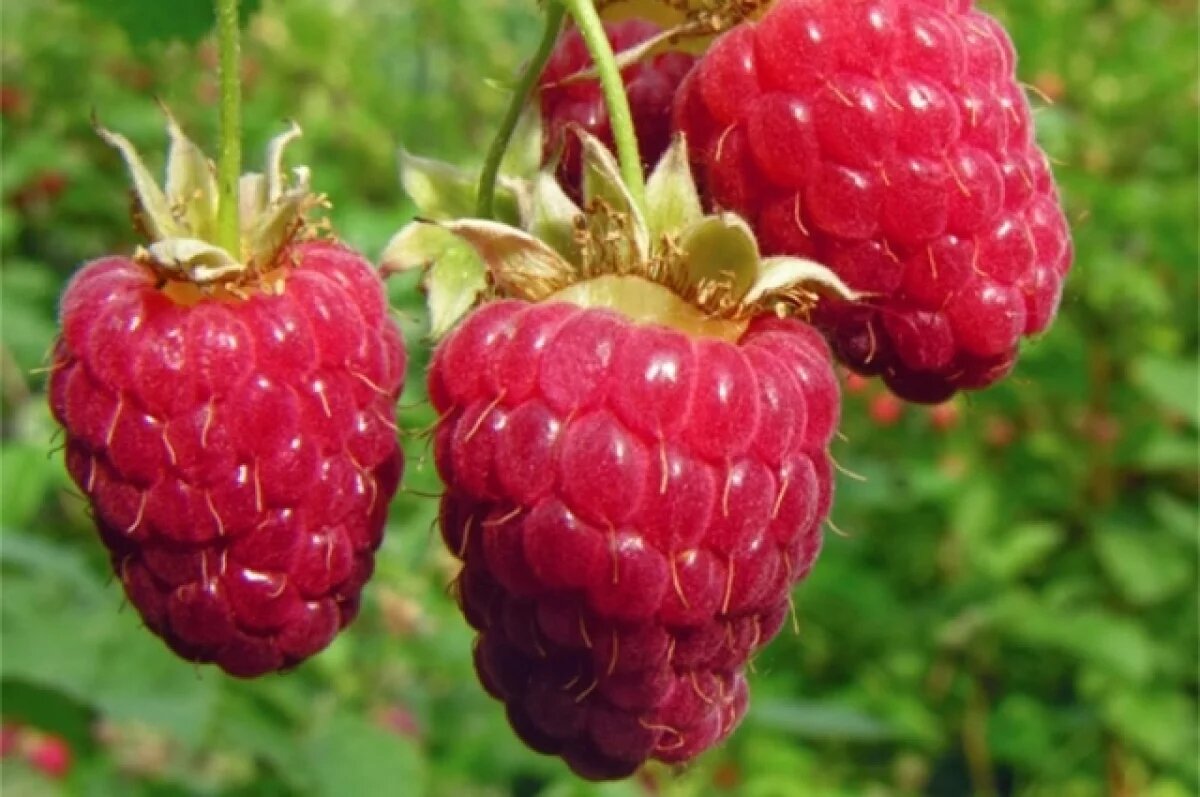    Агроном рассказал новосибирцам, какие растения зимуют под снегом