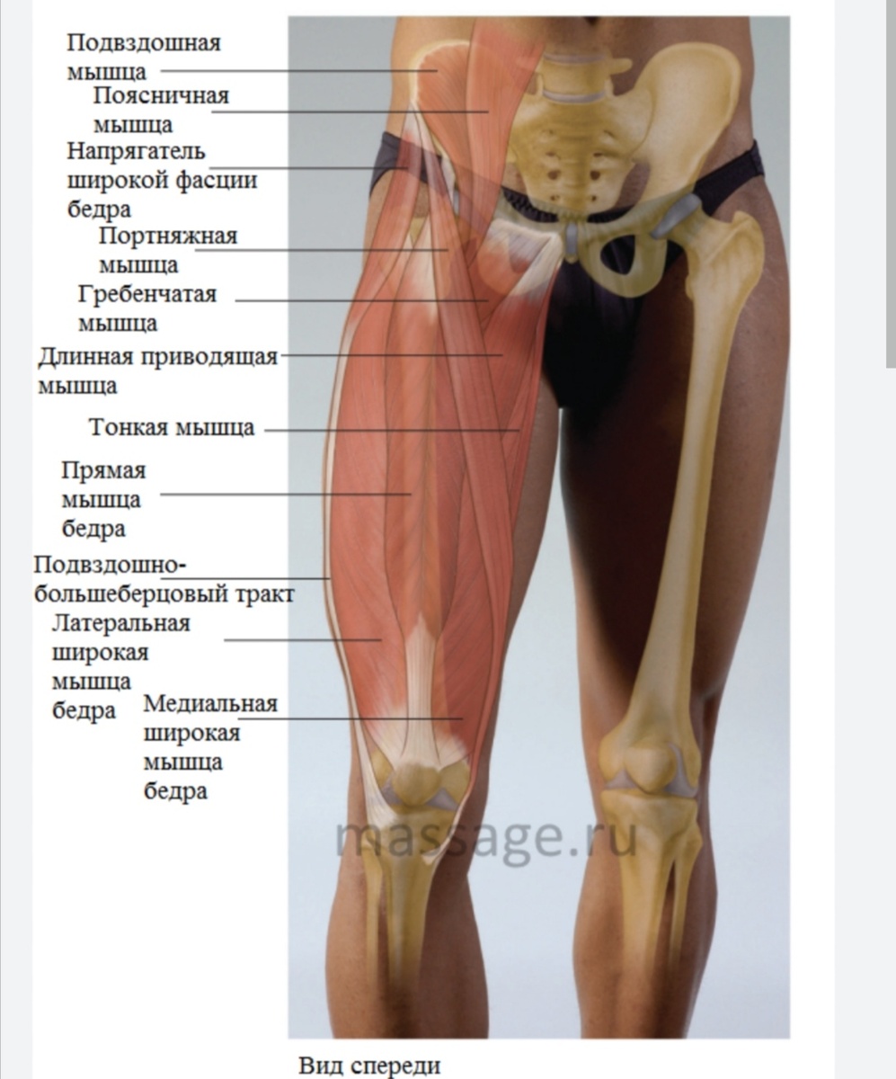 Подвздошно-поясничная мышца и четырехглавая мышца бедра (на рисунке каждая головка имеет отдельное название) 