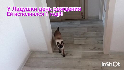 🐱Ладушке, 1годик❤️‼️Снято 1.10‼️публикую‼️лучше поздно‼️чем никогда ❤️