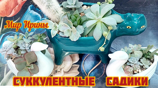 Поговорим о суккулентах | Суккулентные садики ●☆▪︎☆▪︎☆