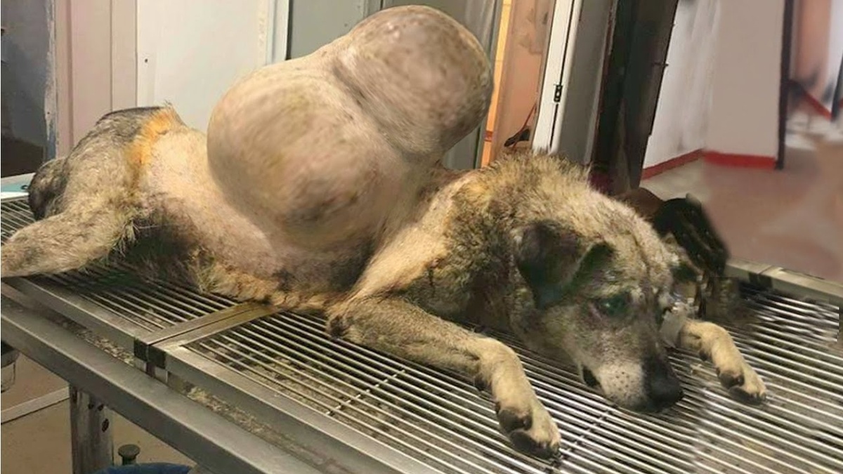 Вступление