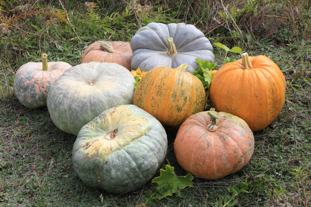 Тыква обыкновенная Cucurbita pepo (два ярко-оранжевых в центре и справа) и тыква гигантская Cucurbita maxima (все остальные).  Фото: George Chernilevsky /  Wikimedia Commons