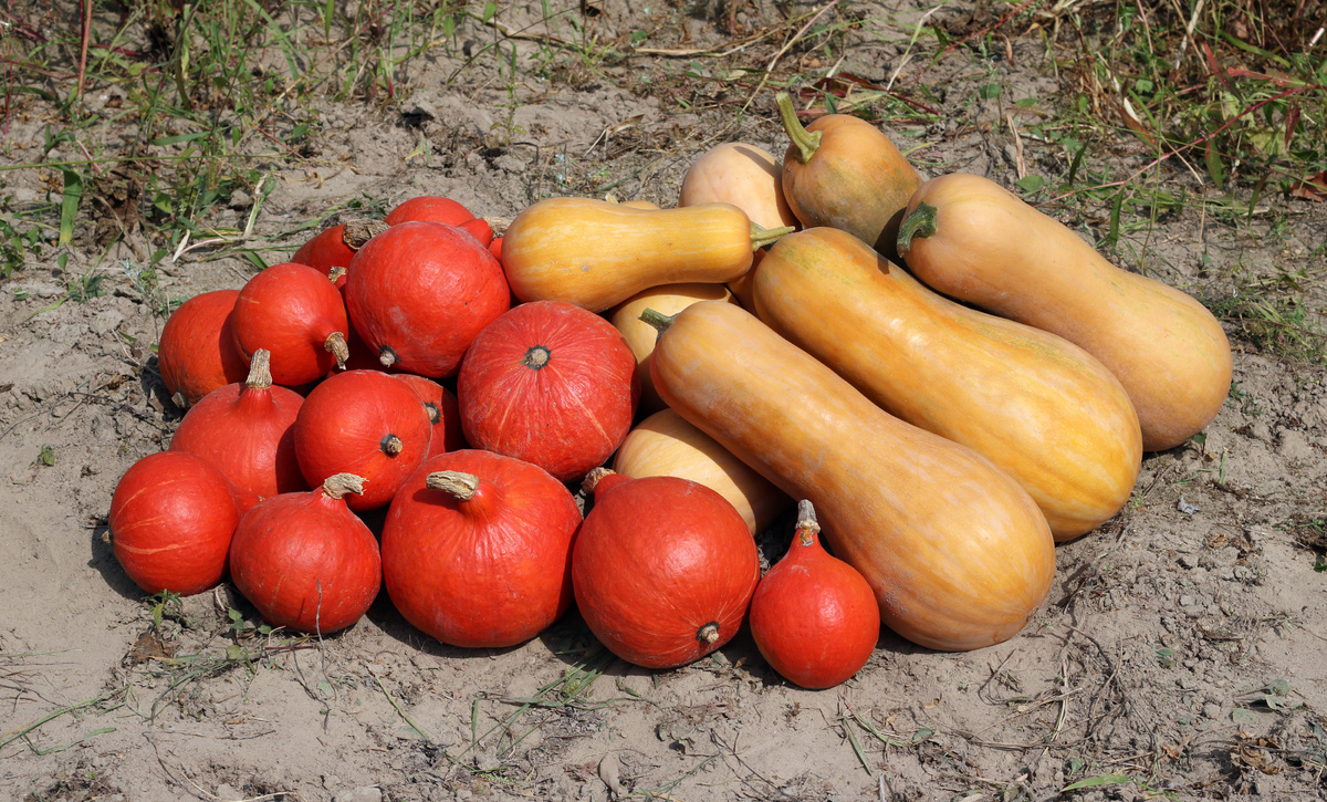Тыква гигантская Cucurbita maxima (красная) и и тыква мускатная Cucurbita moschata (желто-оранжевая). Фото: George Chernilevsky /  Wikimedia Commons