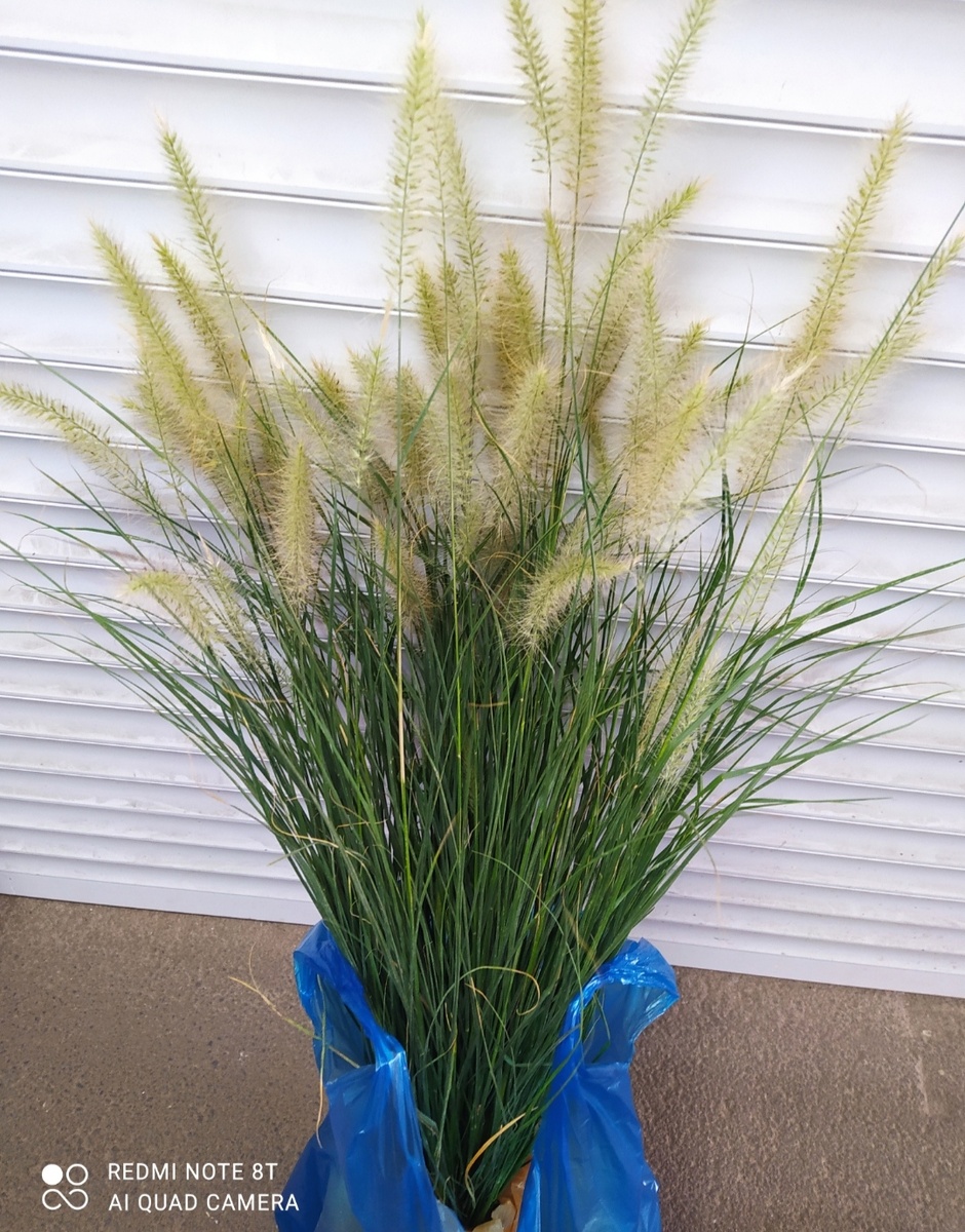 Пеннисетум