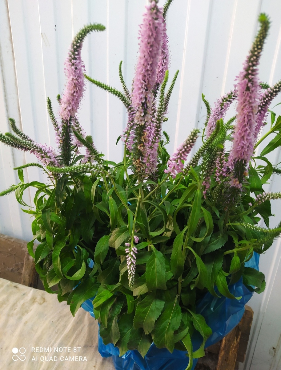 Вероника колосковая