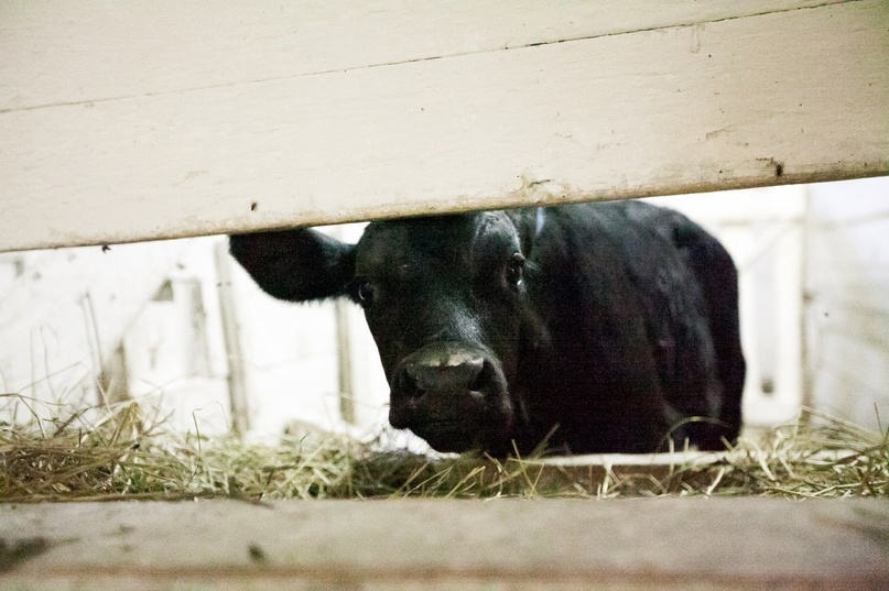 Фото из интернета