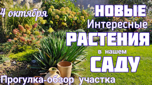 Download Video: Новые приобретения 💐 ЦВЕТЕНИЕ сада 💐 4 октября 💐 обзор участка