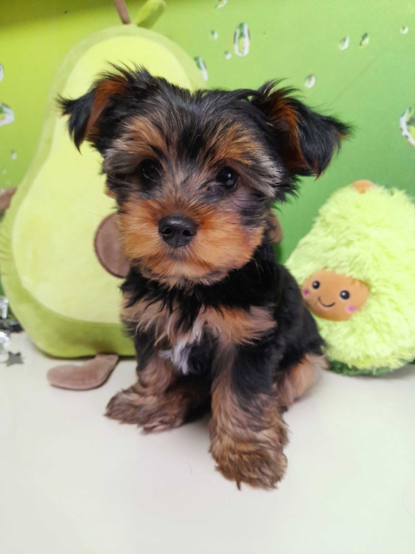 Йорк Джесси, Маленькая Звезда в Большом Мире 🌟🐾