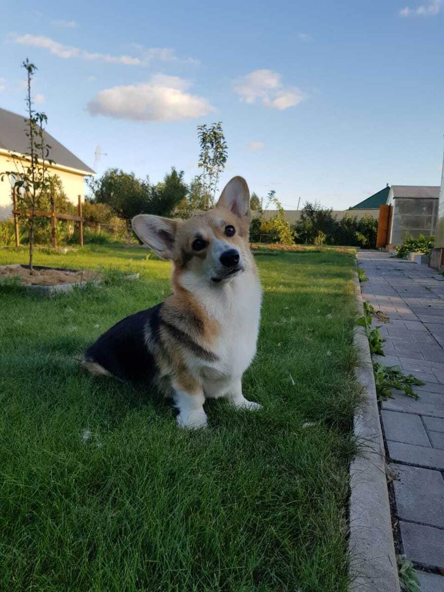 Валлери Каприз Фанни Найт